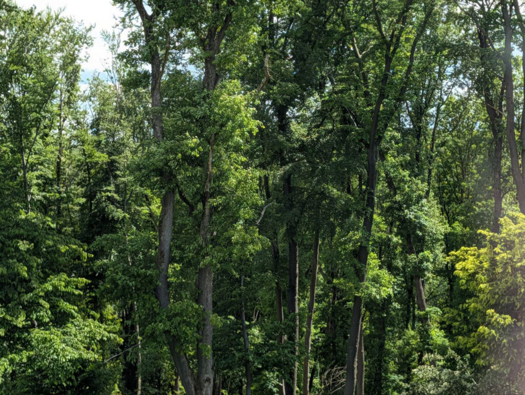 Wald_Garten